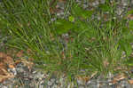 Flattened oatgrass